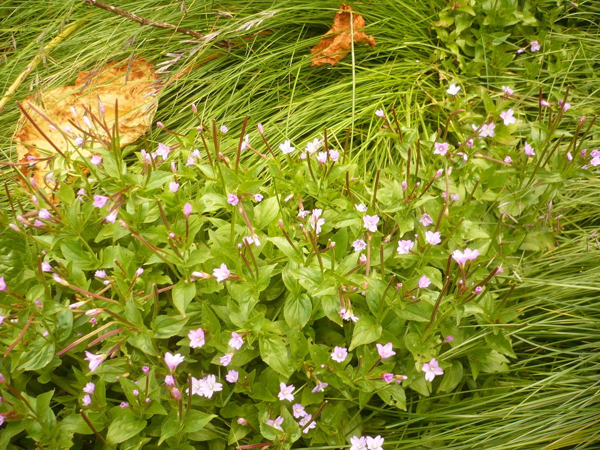 Epilobium alsinifolium (Onagraceae)
